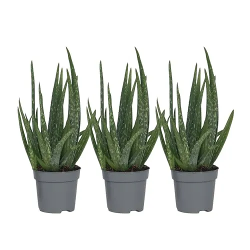 Plant in a Box Aloe Barbadensis - Aloe Vera 3er Set 25-40cm - Zimmerpflanzen mit heilenden Eigenschaften, ideal für die Hautpflege und pflegeleicht. Perfekt für jedes Zuhause!