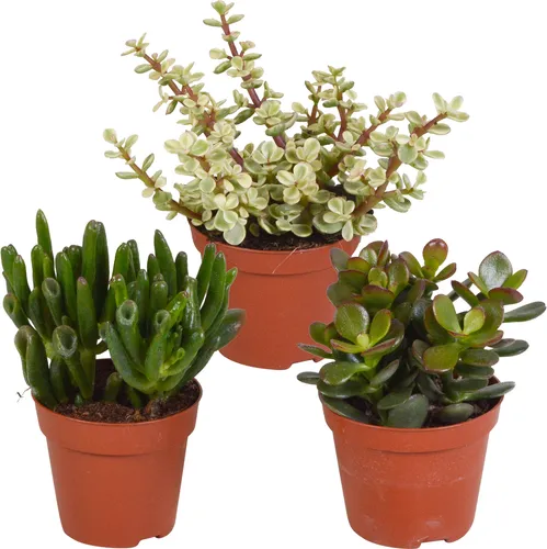 Dickblatt Crassula Mix – 3 Zimmerpflanzen – Ø8,5cm – Sukkulenten Mischung in verschiedenen Formen & Farben – pflegeleicht & dekorativ