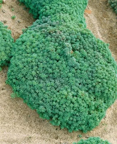 Sedum hispanicum ca. 9x9 cm Topf - Spanische Fetthenne, graugrüne Blätter, Blütezeit Juni-Juli, ideal für Steingärten, trockenheitsresistent, pflegeleicht