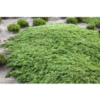 Juniperus communis Green Carpet - Gemeiner Wacholder - Ziergehölze, immergrüner Bodendecker mit teppichartiger Wuchsform, winterhart und pflegeleicht, ideal für Hänge und Steingärten.