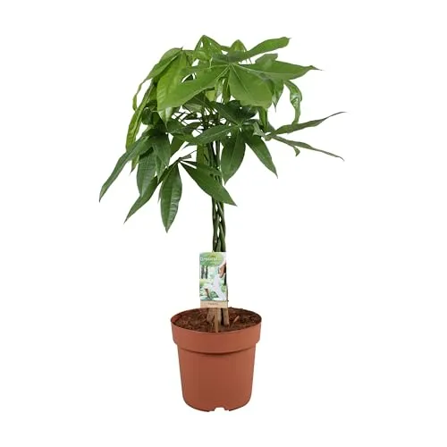 Pflanzen - Pachira aquatica geflochtener Stamm XXL - Topf Ø 21 cm - Höhe ca. 90 cm