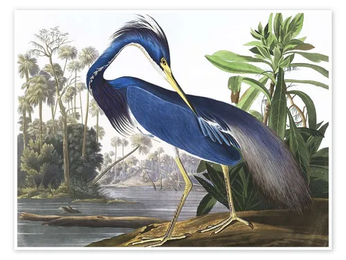 Posterlounge Wandbild Dreifarbenreiher, John James Audubon, erhältlich als Poster, Leinwandbild, Wandsticker oder Acrylglasbild