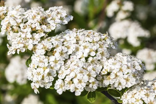 Pflanzen für Dich Gehölze Spiraea nip. Snowmound, 1 St., Nippon-Spierstrauch, Schneespiere