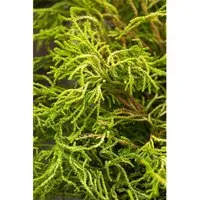 Hinoki-Scheinzypresse Chamaecyparis obtusa 'Gitte' - Ziergehölz mit goldgelbem, kompaktwüchsigem Laub, ideal für Vorgärten und als Kübelpflanze, pflegeleicht und dekorativ das ganze Jahr über.
