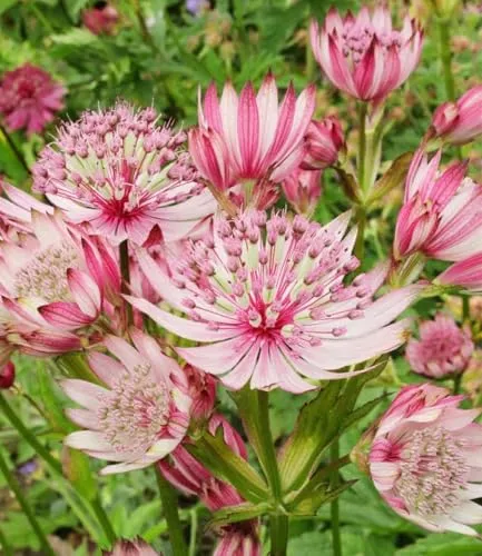 BALDUR Garten 3x Astrantia Sparkling Stars Pink, Knollen Größe I, Sterndolde Staude, winterharte Staude, mehrjährig & pflegeleicht, Wasserbedarf gering, blühend, Astrantia major, bienenfreundlich