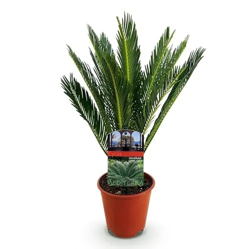 Green boutiQ - Zimmerpflanze - Cycas revoluta - Palmenfarn - Wenig Pflege - Grün - 1 - Topf 14cm - Höhe 45cm