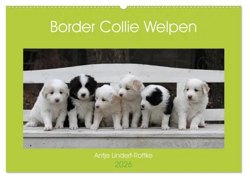 Antje Lindert-Rottke | Border Collie Welpen Wandkalender 2026 - Wunderschöner Wandkalender im DIN A2 Format mit 14 Seiten. Entdecken Sie die charmanten Border Collie Welpen in einzigartigen Motiven. Ideal für Tierliebhaber und zur Verschönerung jedes Raumes.