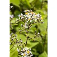 Aster Divaricatus Weißer Waldaster Ca. 9x9 cm Topf