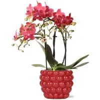 Exotenherz Rote Phalaenopsis-Orchidee Kongo im Beeren-Ziertopf - Zimmerpflanze mit auffälliger roter Blüte und glänzendem 9cm Keramiktopf. Ideal für jeden Raum und bringt frische Farbe in Ihr Zuhause.
