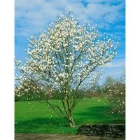 Magnolia Kobus Isis Magnolie Weiß - Duftende Blütenpracht - Hausbaum mit großen, duftenden weißen Blüten, ideal als Solitärpflanze. Pflegeleicht, winterhart und bienenfreundlich, erreicht bis zu 10 m Höhe.