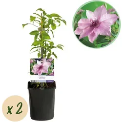 Everspring Kletterpflanze Zartrosa Magische Blüten – Clematis Pink Fantasy | Green boutiQ