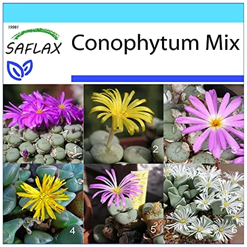 SAFLAX - Geschenk Set - Sukkulenten - Blühende Steine/Conophytum Mix - 40 Samen - Mit Geschenk- / Versandbox, Versandaufkleber, Geschenkkarte und Anzuchtsubstrat - Conophytum Mix
