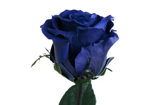 ROSEMARIE SCHULZ Heidelberg Ewige Rose von Rosemarie Schulz