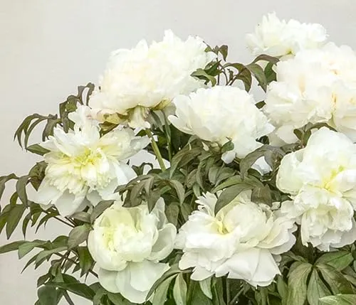 Dehner Edel-Pfingstrose, Paeonia lactiflora, mit gefüllten/duftenden weißen Blüten, 20-30 cm exkl. Pflanztopf, 2 l Topf, winterharte Staude