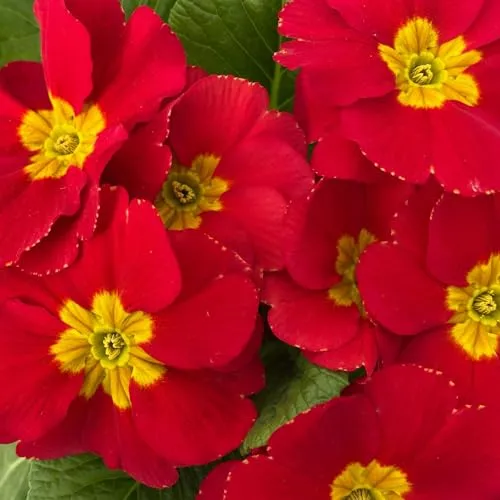 Primel rot, Topf-Ø 10,5 cm, 8 Pflanzen von Pflanzen-Kölle