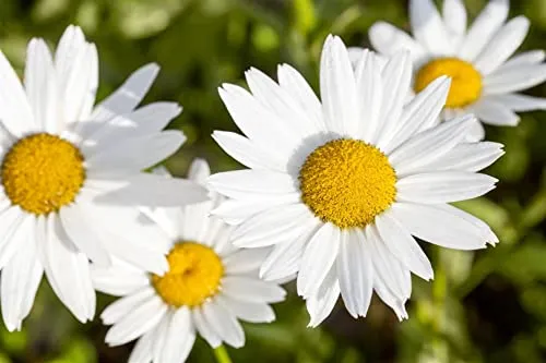Leucanthemum vulgare 9x9 cm Topf – Winterhart, Mehrjährig, Pflegeleicht – Wiesenmargerite – Staude für Beet & Naturgarten