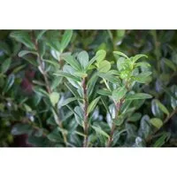 Ilex crenata 'Robustico' 20-25 cm