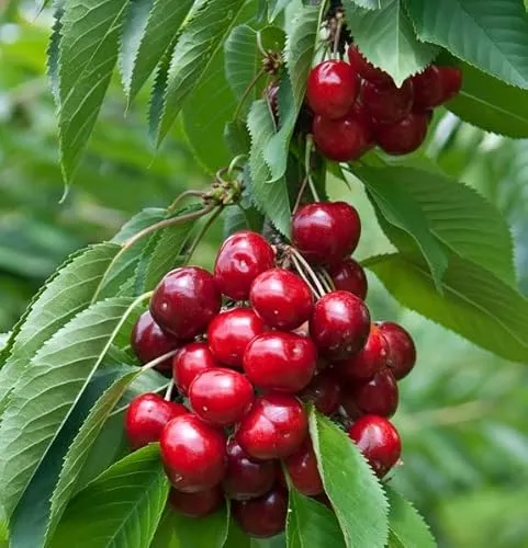 Lapins, selbstfruchtbare Süßkirsche, Buschbaum (kleinbleibend), 120-140cm im Topf