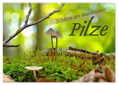LianeM Wandkalender 2026: Pilze - Schätze am Waldboden - Entdecken Sie die Vielfalt der Pilze im bunten Herbst. Dieser DIN A2 Wandkalender bietet Ihnen auf 14 Seiten beeindruckende Motive und wertvolle Informationen über die Natur.
