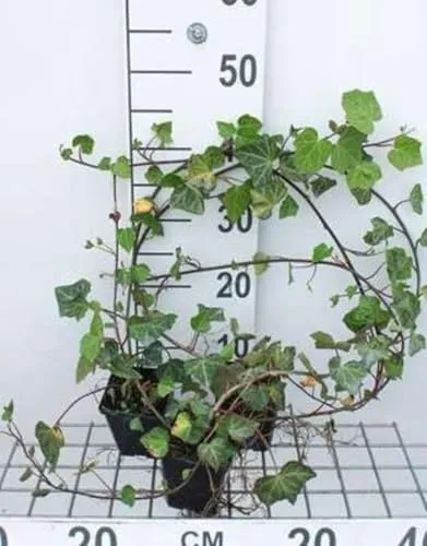 Hedera helix Woerner - Gemeiner Efeu Woerner - Topf 9 cm x 9 cm 12 x