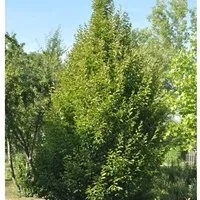 Säulen Hainbuche 125-150cm