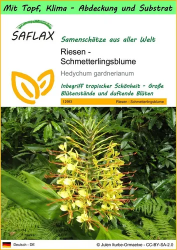 SAFLAX Blumensamen SAFLAX - Garden to go - Riesen - Schmetterlingsblume
