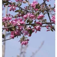 Produktbild Zierapfel Dark Rosaleen 60-80cm - Malus Hybride
