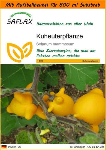 SAFLAX Blumensamen SAFLAX - Garden in the bag - Kuheuterpflanze