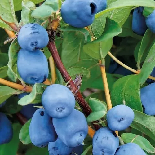 Kamtschatka-Beere Zojka 1L Pflanze für Anfänger und professionelle Gärtner - Ideal für Kleingarten, Garten - Schöne Pflanze mit ungewöhnlichen Blüten - Genießen Sie jeden Tag ihre Farben