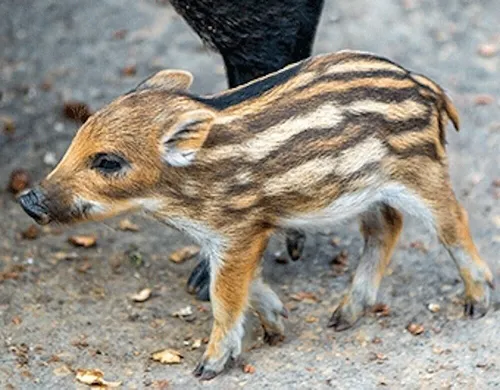 3D Magnet Frischling für Kühlschrank Tafel Whiteboard Haftmagnet