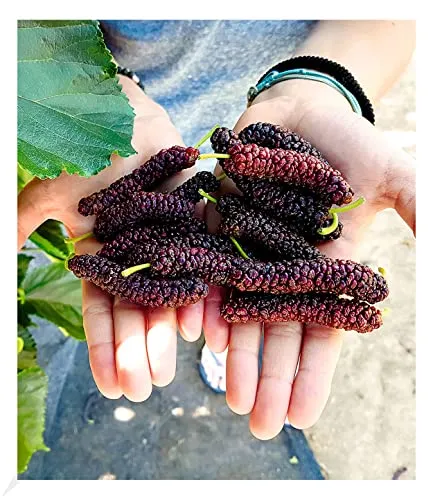 Produktbild BALDUR Garten Maulbeere Pakistan Red, 1 Pflanze, Morus macroura, winterhart, mehrjährig, Morus macroura, reiche Ernte an essbaren Früchten, Obst-Rarität
