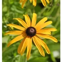Produktbild Gewöhnliche Sonnenhut - Rudbeckia fulgida