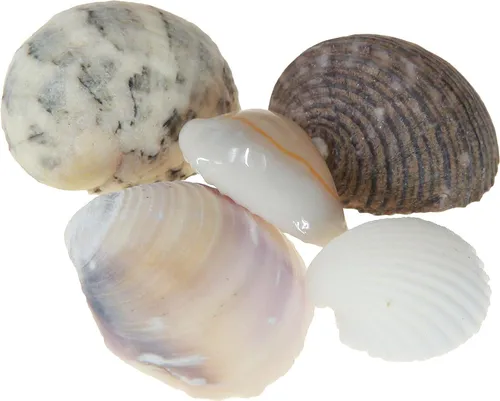 Muschel-Deko Set Herzmuscheln Schneckenhäuser