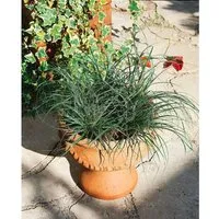 Carex Conica Snowline Ziergras Weiß-Grün Ca. 9x9 cm Topf