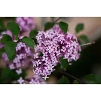 Syringa meyeri 'Red Pixie' - Kleinblättriger Flieder - Ziergehölz mit kompakter Wuchsform, intensiven Purpurrosa-Blüten und feinem Duft, ideal für kleine Gärten, Terrassen und als Solitärpflanze.