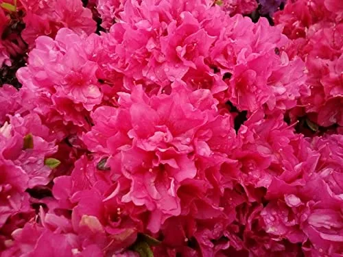 Japanische Azalee Melina - Rhododendron obtusum Melina - 15-20cm