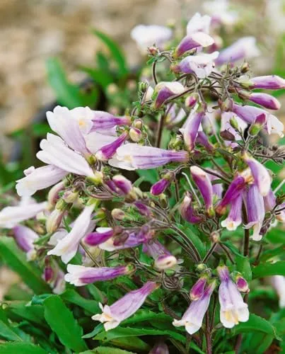 Penstemon hirsutus 'Pygmaeus' 9x9 cm Topf – Winterhart, Mehrjährig, Pflegeleicht – Bartfaden – Staude für Steingarten & Beet