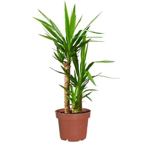 Yucca Palme groß | Yucca elephantipes 90–100 cm | Pflegeleicht & robust | Topf 21 cm Ø | Zimmerpflanze für Wohnzimmer, Büro & Balkon | Deko Palme – Indoor Outdoor | Green Me Up