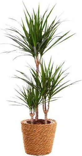 Drachenbaum Dracaena marginata Ø21cm 95cm pflegeleichte Zimmerpflanze exotisch