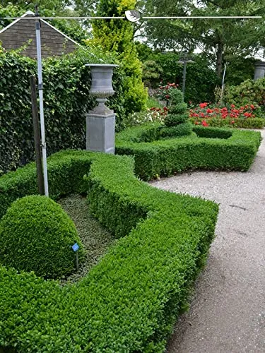 Buchsbaum 60-80 cm. 3 Buxus Heckenpflanzen kaufen Sie einfach hier | Buchsbaum-Hecke