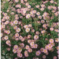 Aster Ericoides Myrtenaster Pink Cloud Ca. 9x9 cm Topf