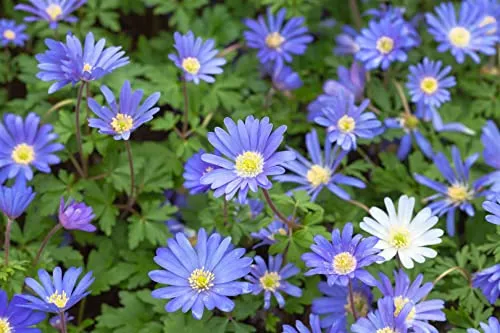 Anemone blanda 'Blue Shades' ca. 9x9 cm Topf - Balkan-Windröschen, blaue Blüten, Blütezeit März-April, ideal für Steingärten, bienenfreundlich