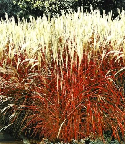 BALDUR Garten 2x Ziergras 'Indian Summer' Chinagras, Pflanzen im 9x9 cm-Topf, Chinaschilf, Miscanthus purpurascens, winterharte Staude, mehrjährig & pflegeleicht, blühend