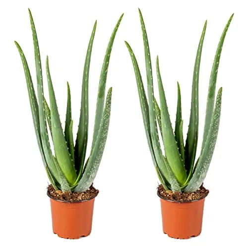 Bloomique - 2er Set - Aloe Vera Pflanze - Zimmerpflanzen - Sukkulenten - Sehr Pflegeleicht - Höhe 35-45 cm - Topf 12 cm