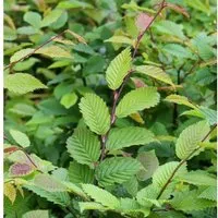 Hainbuche Weißbuche 40-60cm - Carpinus betulus