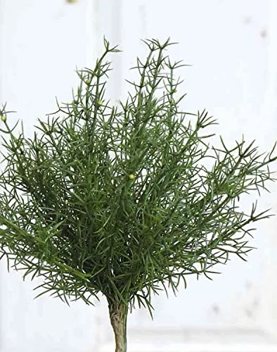artplants.de Plastik Asparagus sprengeri Frederick, Steckstab, 25cm - Kunst Asparagus sprengeri