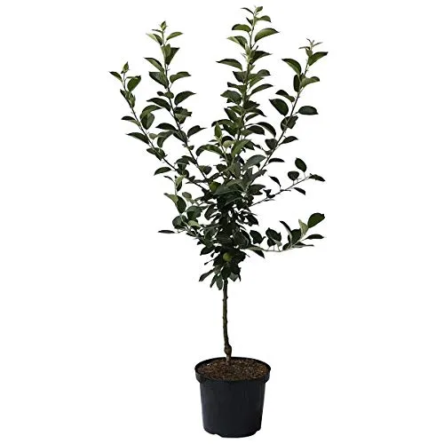Apfelbaum Gloster vitaler Winterapfel Lagerapfel Buschbaum 110-140 cm im 10 Liter Topf Unterlage M7