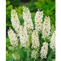 Buddleja Davidii Schmetterlingsstrauch White Ball 40-60 cm - Eleganter Schmetterlingsstrauch mit reinweißen Blütenrispen, ideal für Beete, Terrassen oder als Kübelpflanze. Robuster Wuchs und pflegeleicht für harmonische Gartenstrukturen.