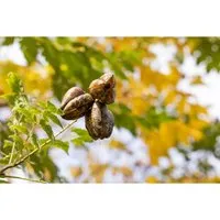 Gehölze Koelreuteria pan. Fastigiata - Blasenbaum - Pflanzenzubehör für sonnige Standorte, säulenförmiger Wuchs, leuchtend gelbe Blüten von Juli bis August, ideal für Gartenliebhaber.