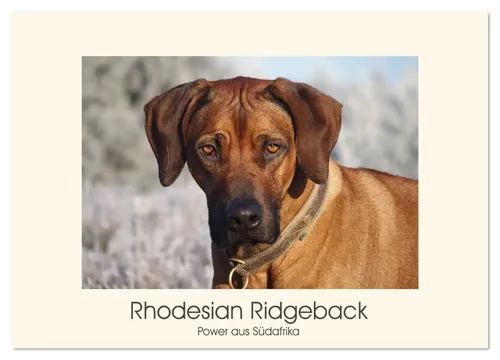 Birgit Bodsch | Rhodesian Ridgeback Power aus Südafrika (Wandkalender 2026...